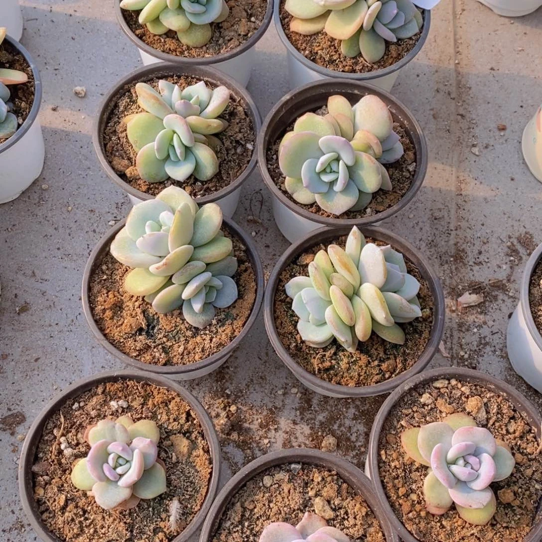 甜**i奶茶2头6颗送3颗小单头