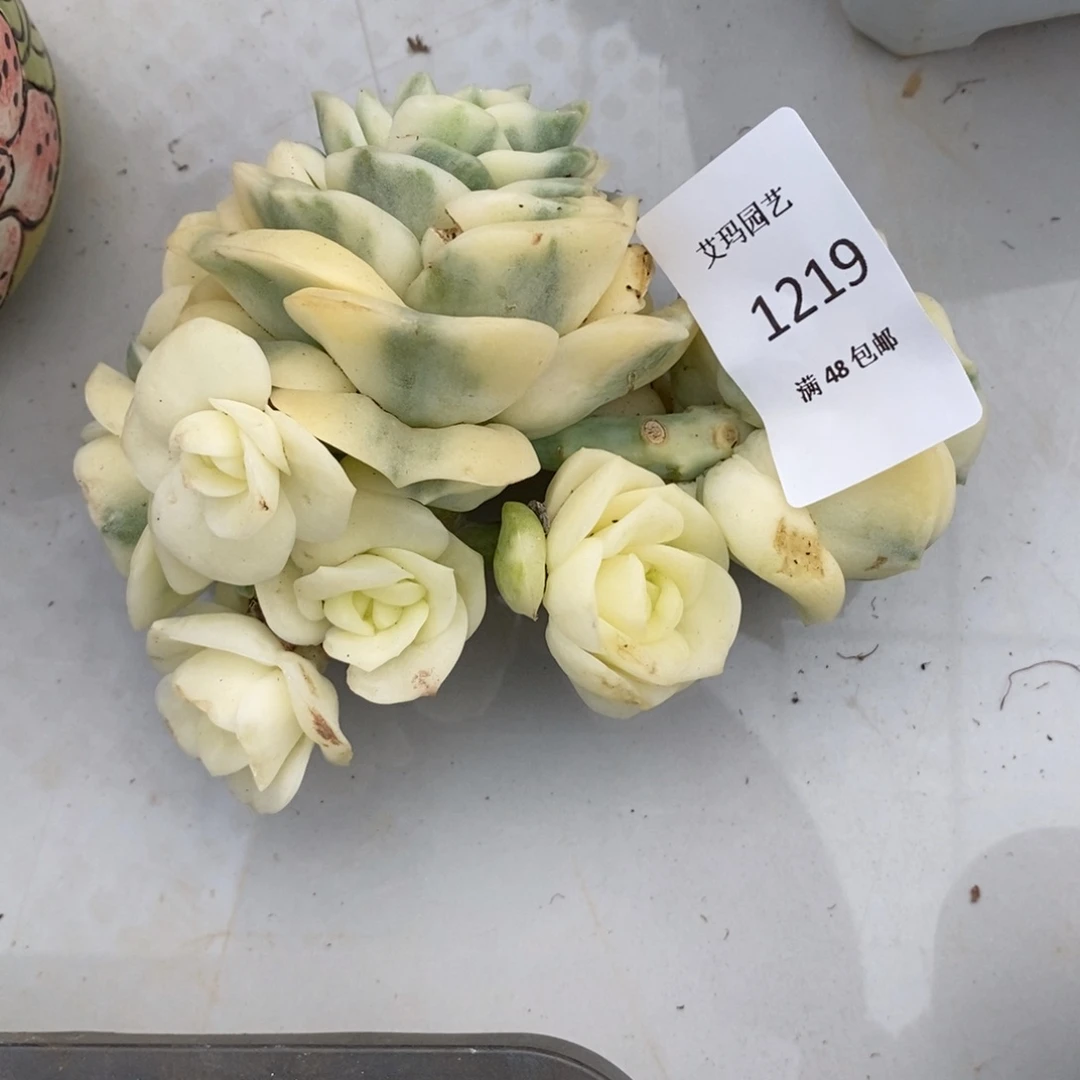 可爱玫瑰锦群生多肉多肉219