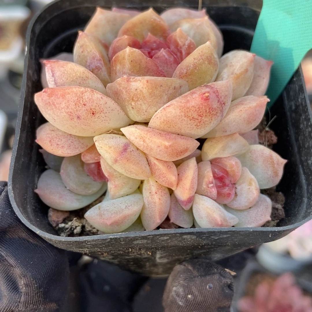 1172梦幻泡影多肉植物