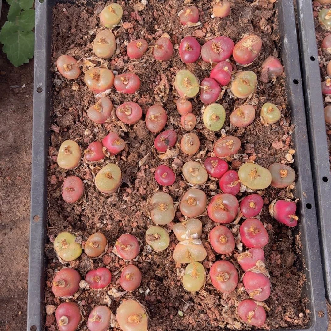 毛汗尼一颗量拍11111