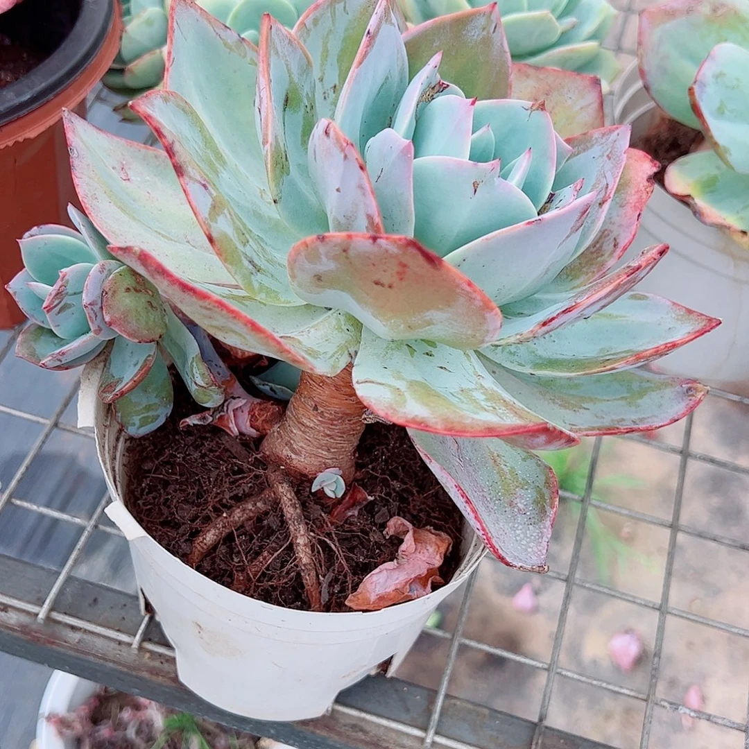 白凤大单头精品特价