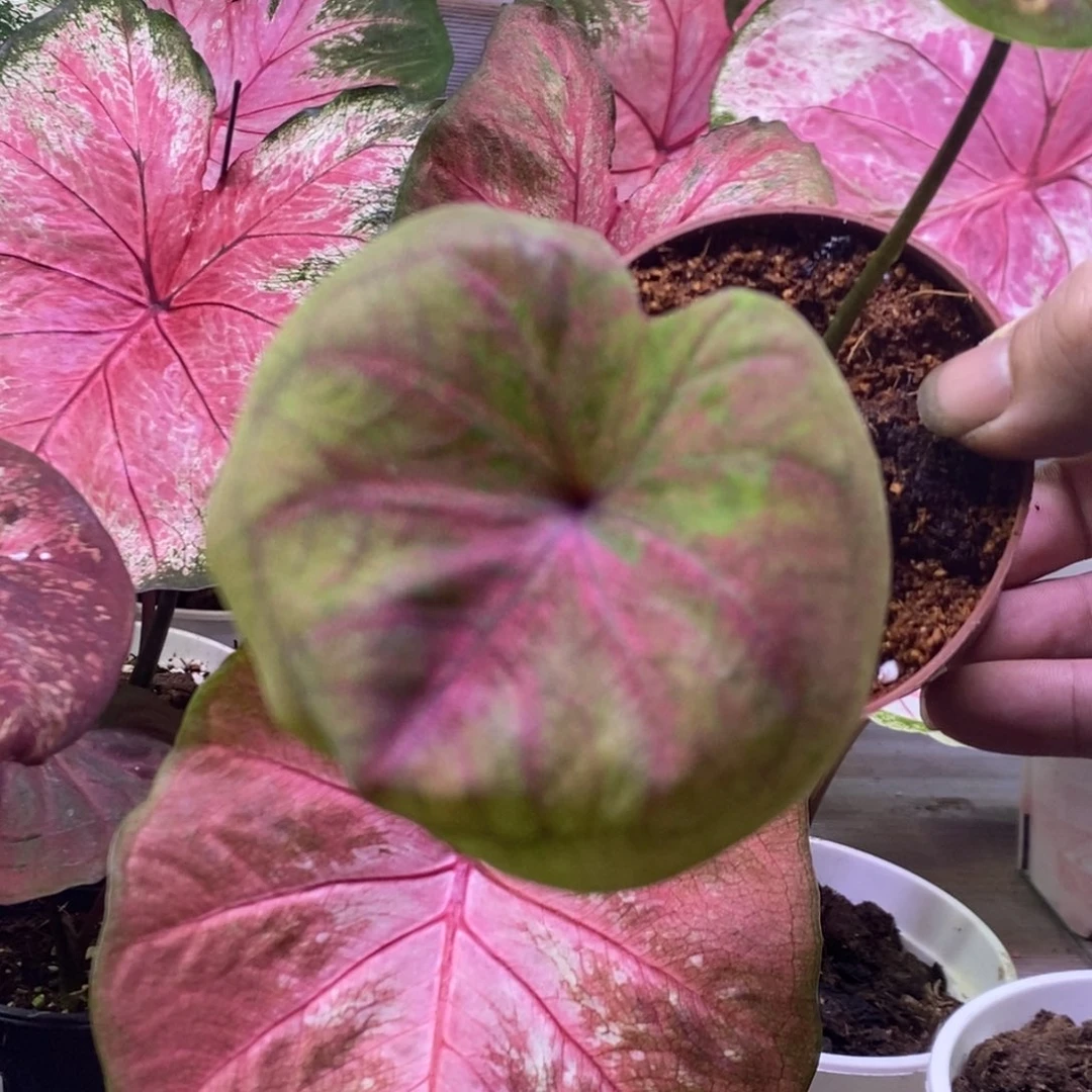 【闪购商品】不开花植物圆脸小海王594