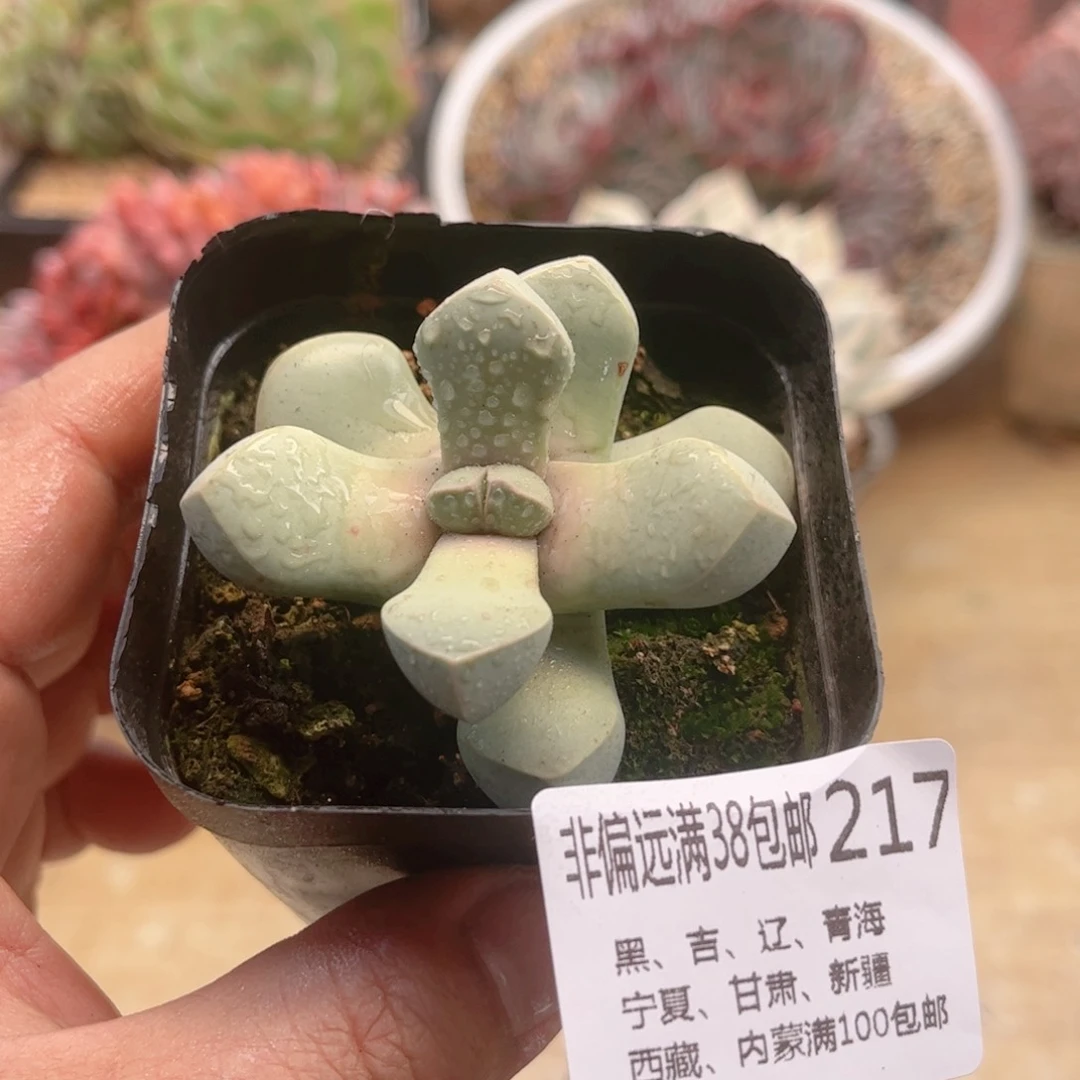 217魔芋德华多肉