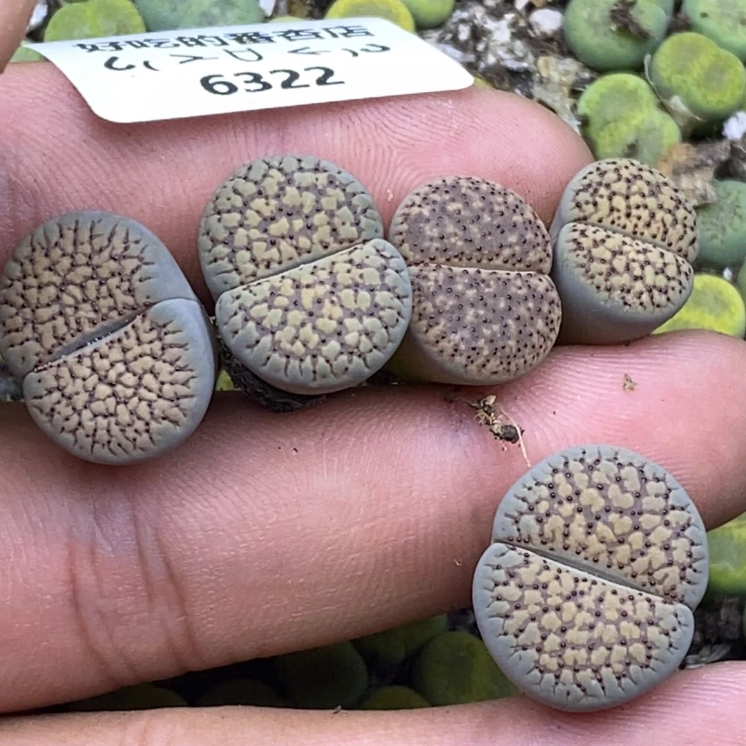 天**到6322。18包邮.当天凑哦。新疆西藏88包邮