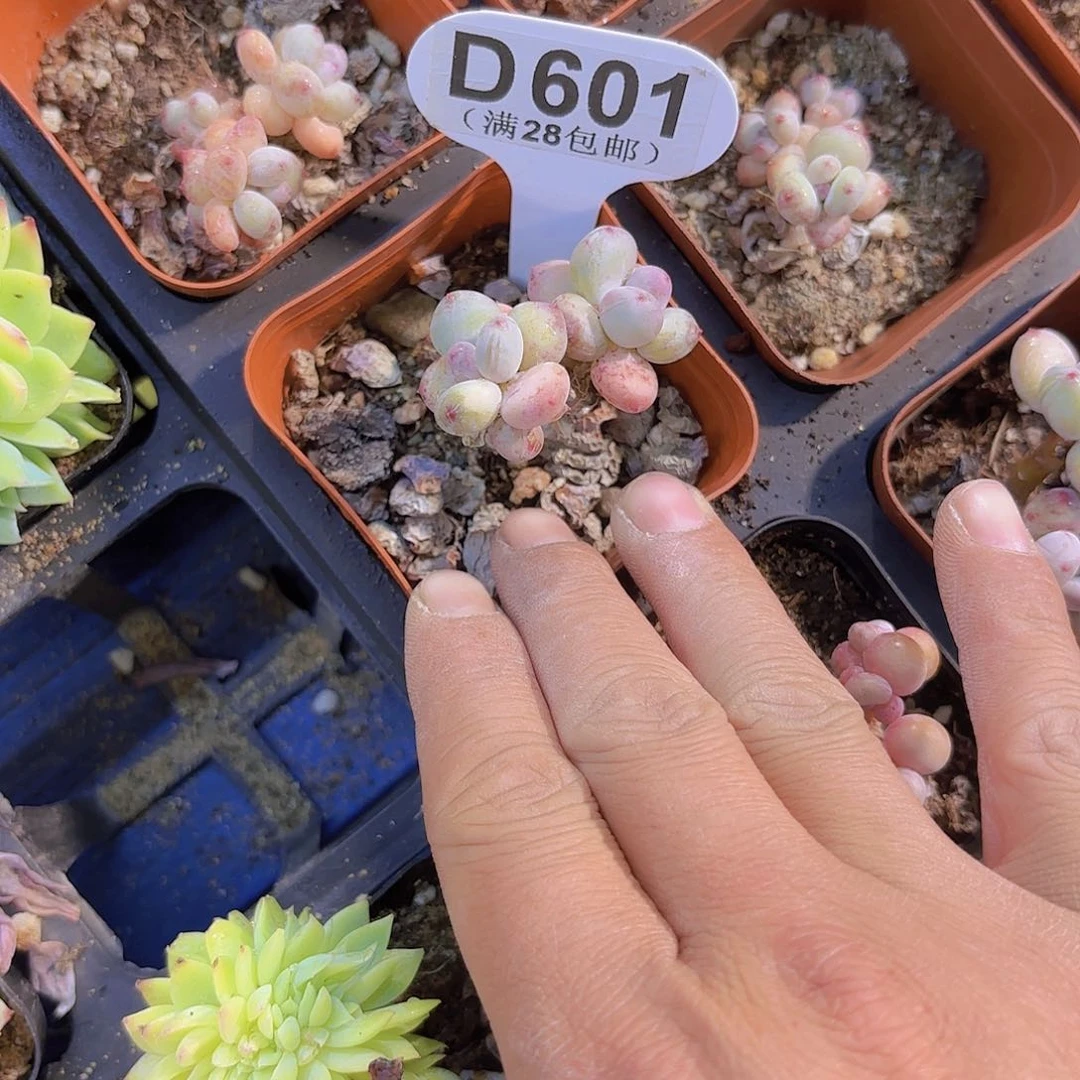 D601萤火虫一物一拍