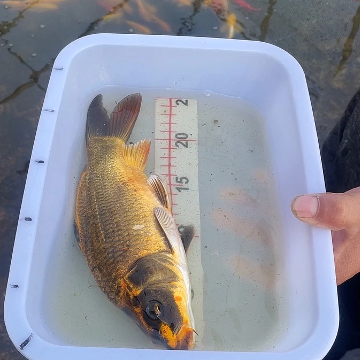 海水鱼一物一拍，9元起拍，1元一手