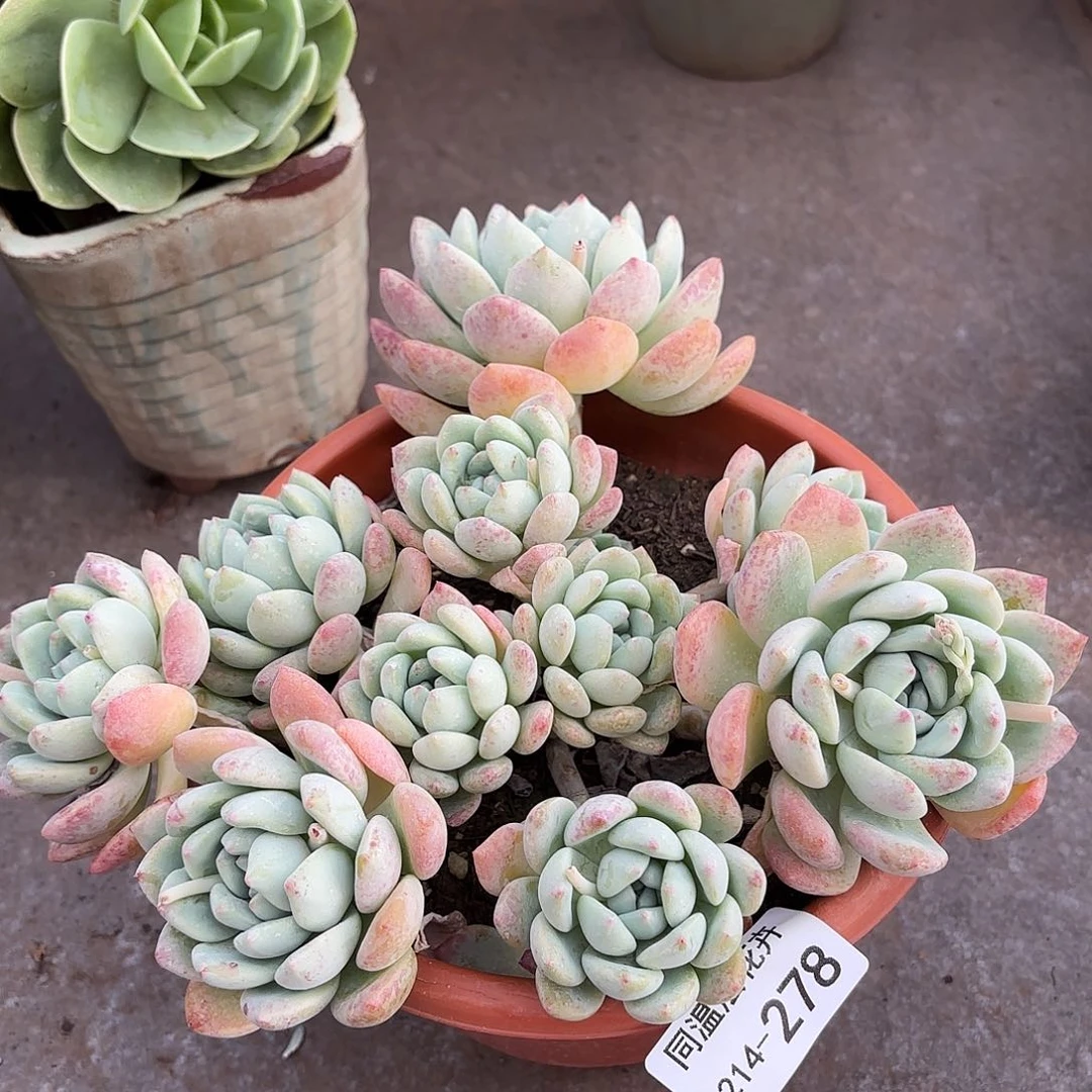 同温层多肉望舒278