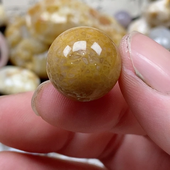 颈饰未镶嵌硅化珊瑚（珊瑚玉）16