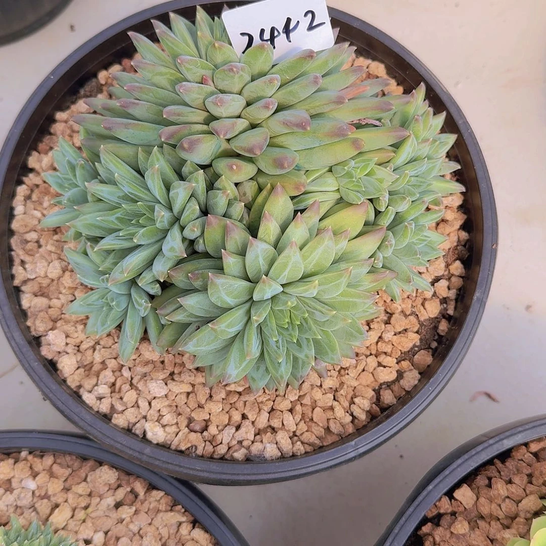 用***72442幻影美人多肉植物