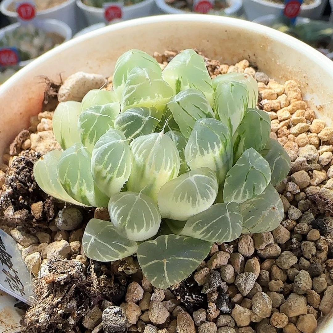 232号糊斑实生玉露锦一物一拍带盆土