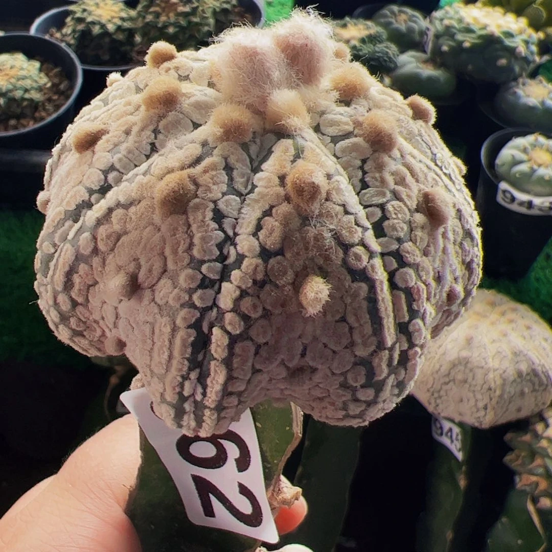 无花朵浓白海星兜962