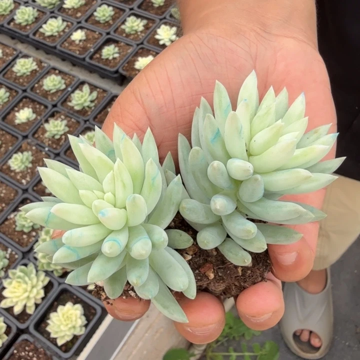 两颗一组玉手指锦