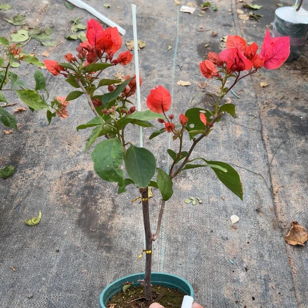 无花朵【26号同安红一棵】福利款不售后介意勿拍