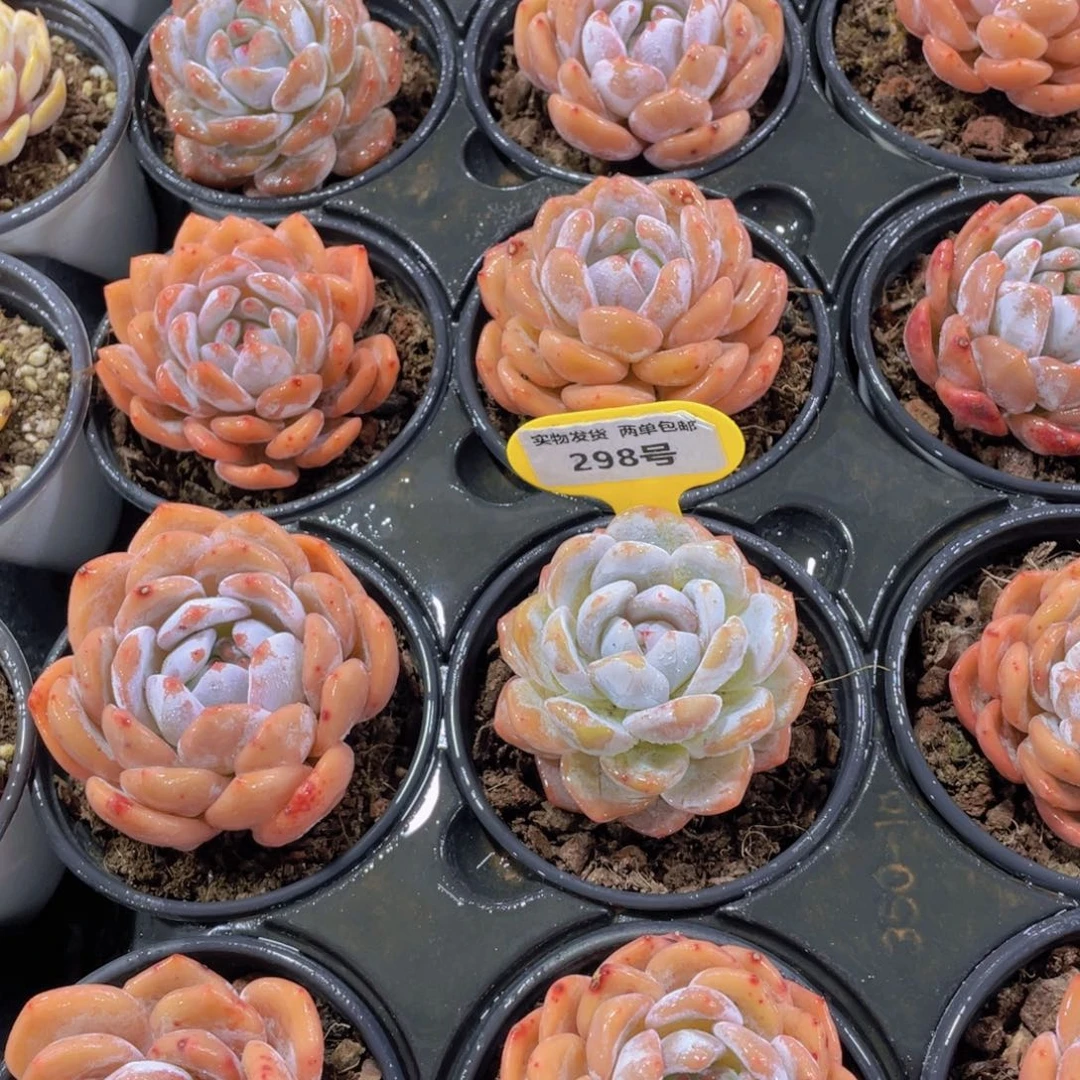 298号 全状态韩橙单头三个