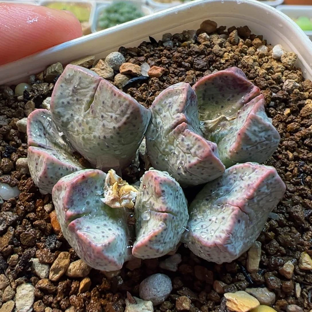 086多肉植物种类多样