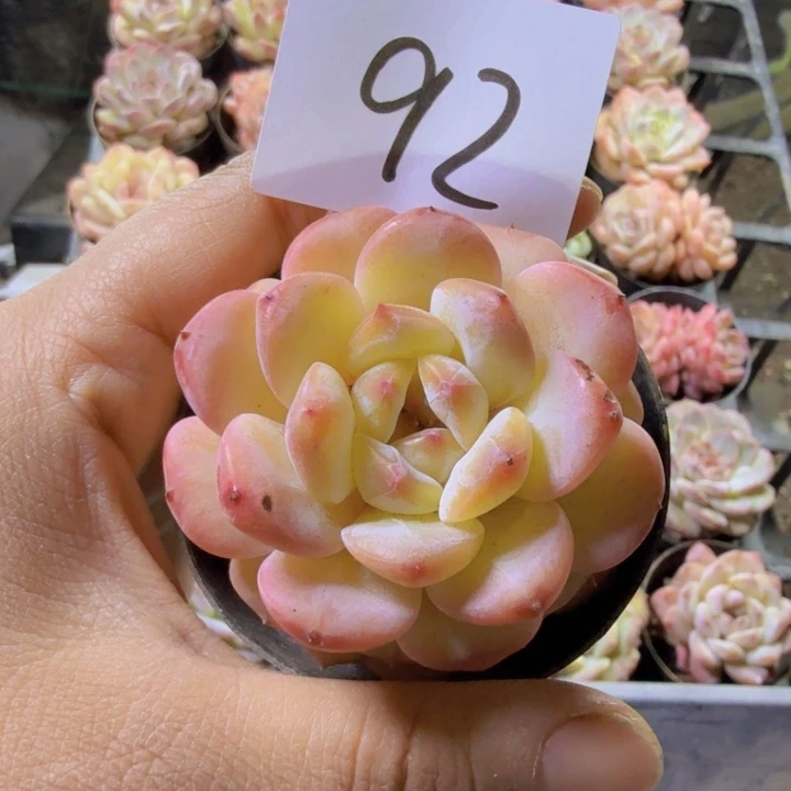 92.qqwwwwwwwwwww