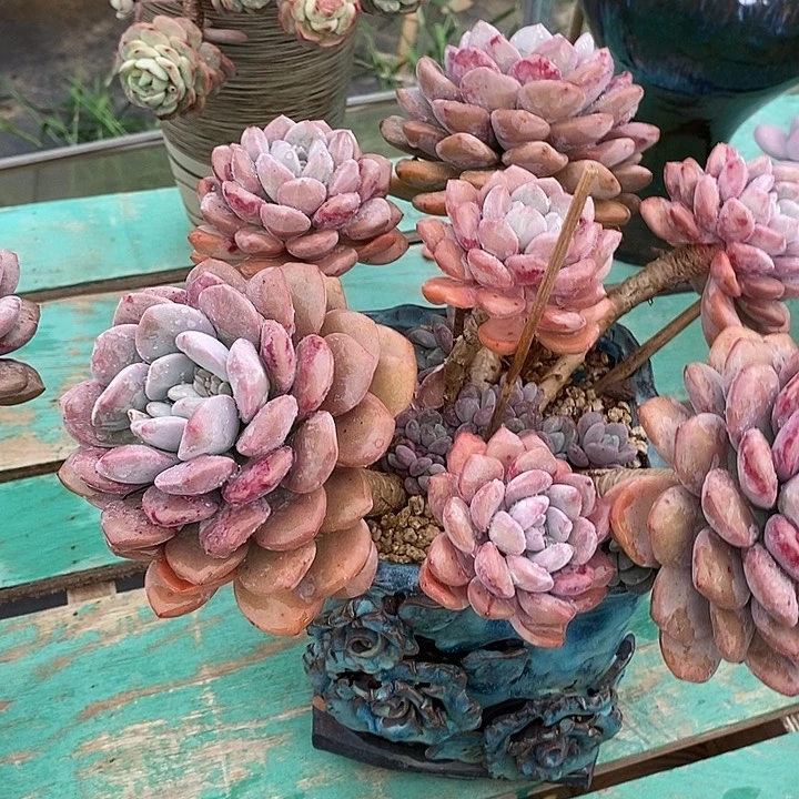 无*多肉植物的生长发育