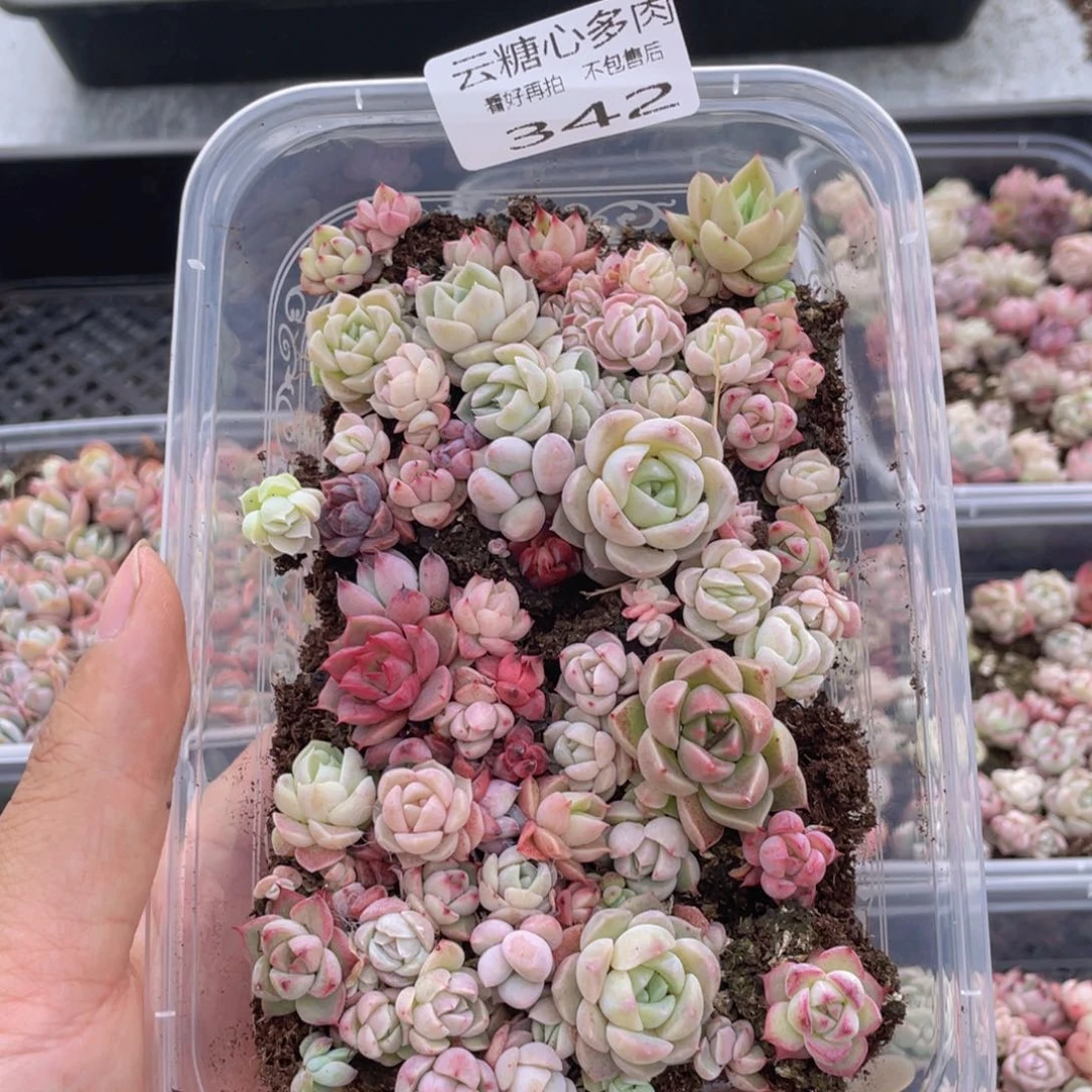 云糖心多肉植物342