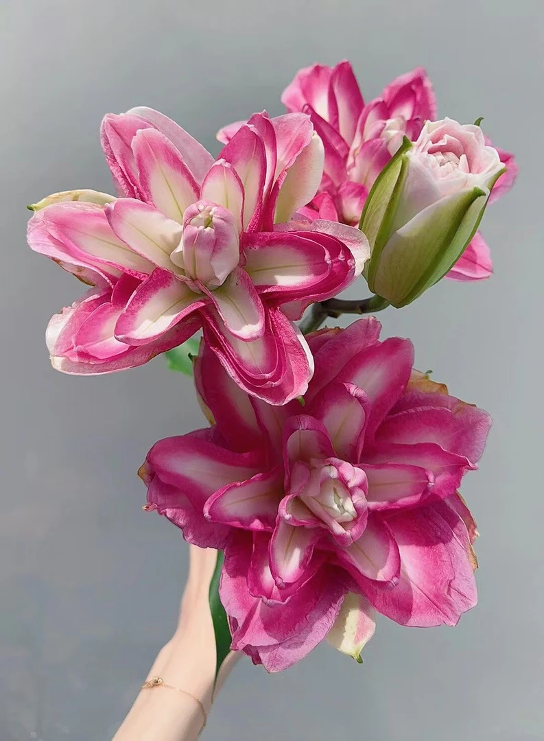 莲花仙子 重瓣百合（全店任意两单升级顺丰包邮）东北鲜花现采现发