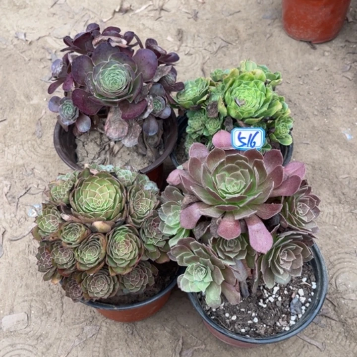 516多肉植物组合，