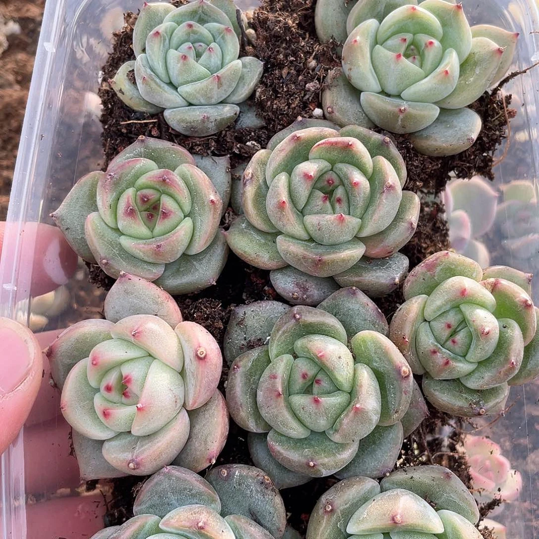 小**灰珍妮混一物一拍230