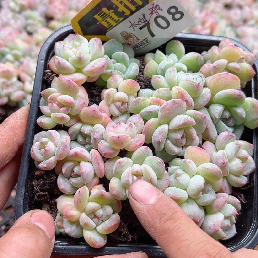 多肉植物多肉植物