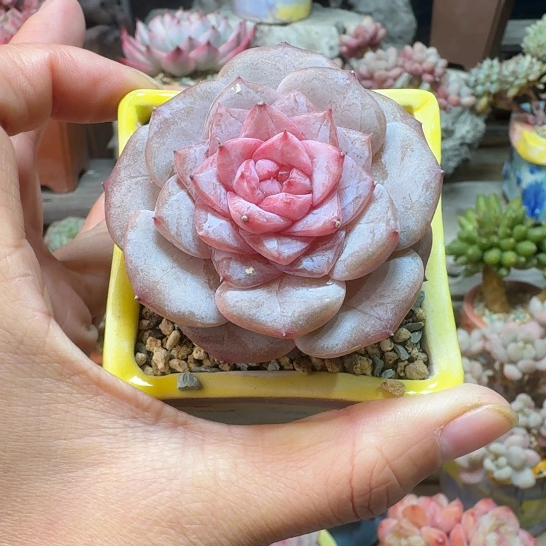 紫雪腻 多肉含盆土 一物一拍