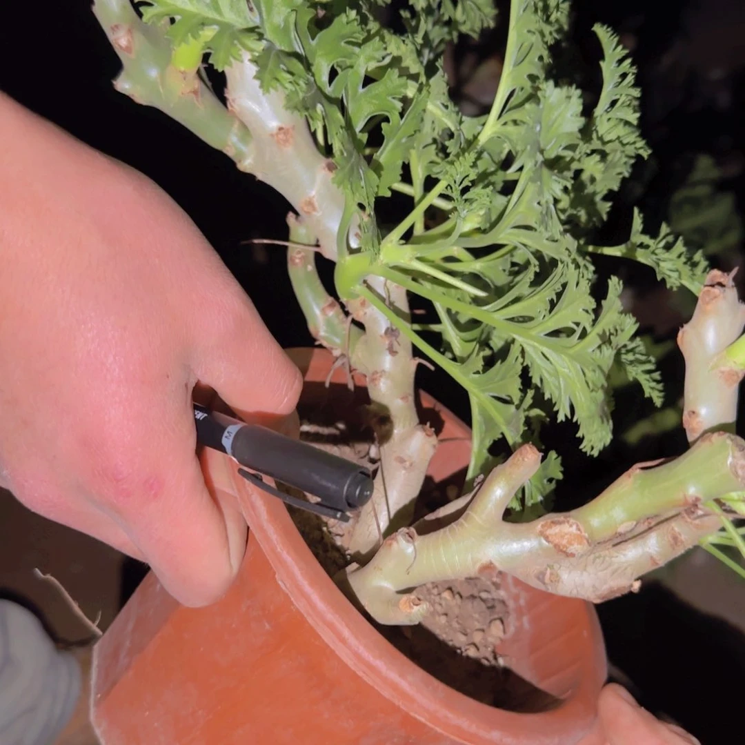 淡**衫块根植物块根植物