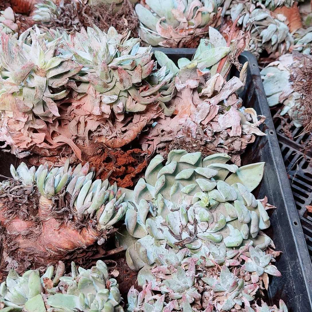 1765瑕疵框拍不售后