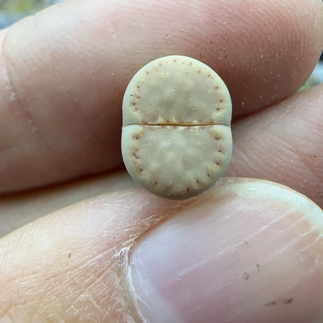 623饼干清框福利30包邮