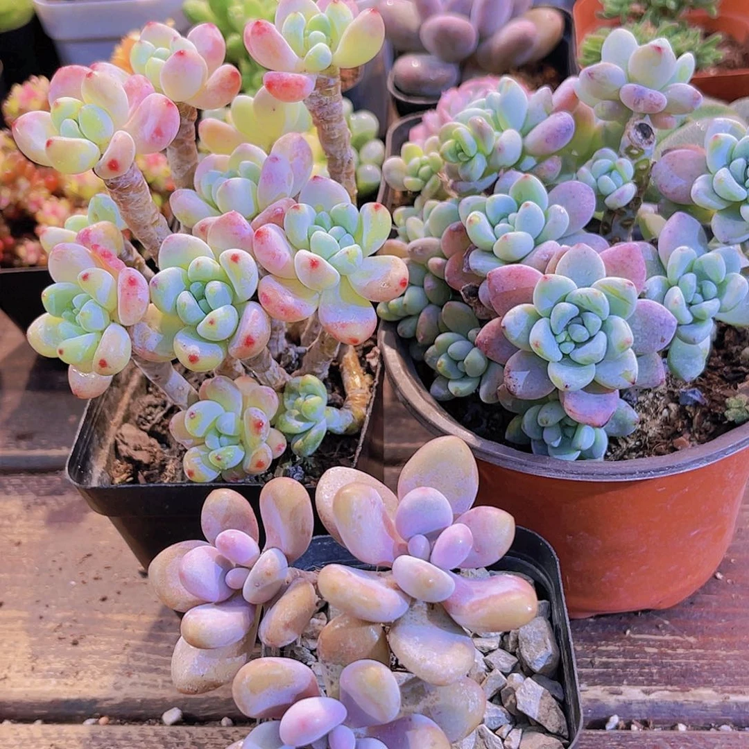 罗琦➕大劳尔➕桃蛋