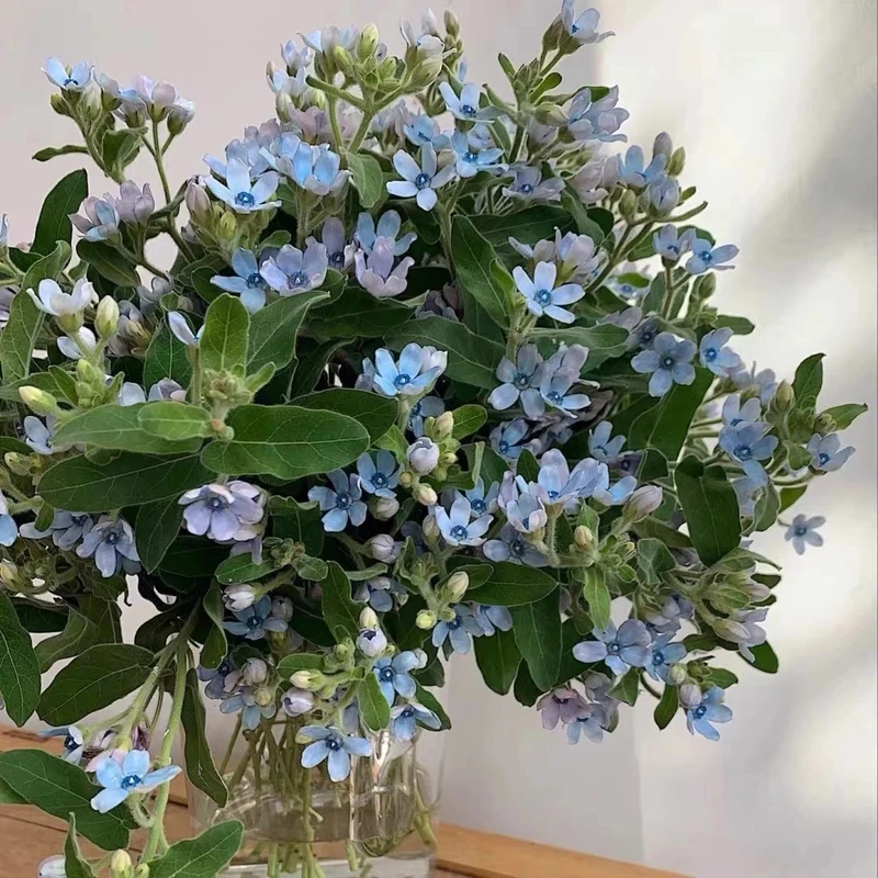 蓝星花基地直发包邮新鲜发货云南基地