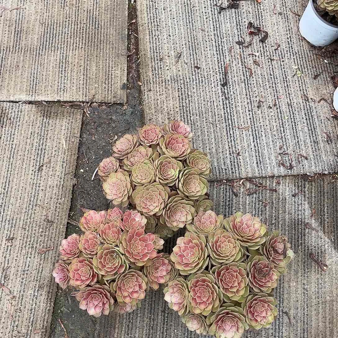 桃花石hhhhhhhhhhh