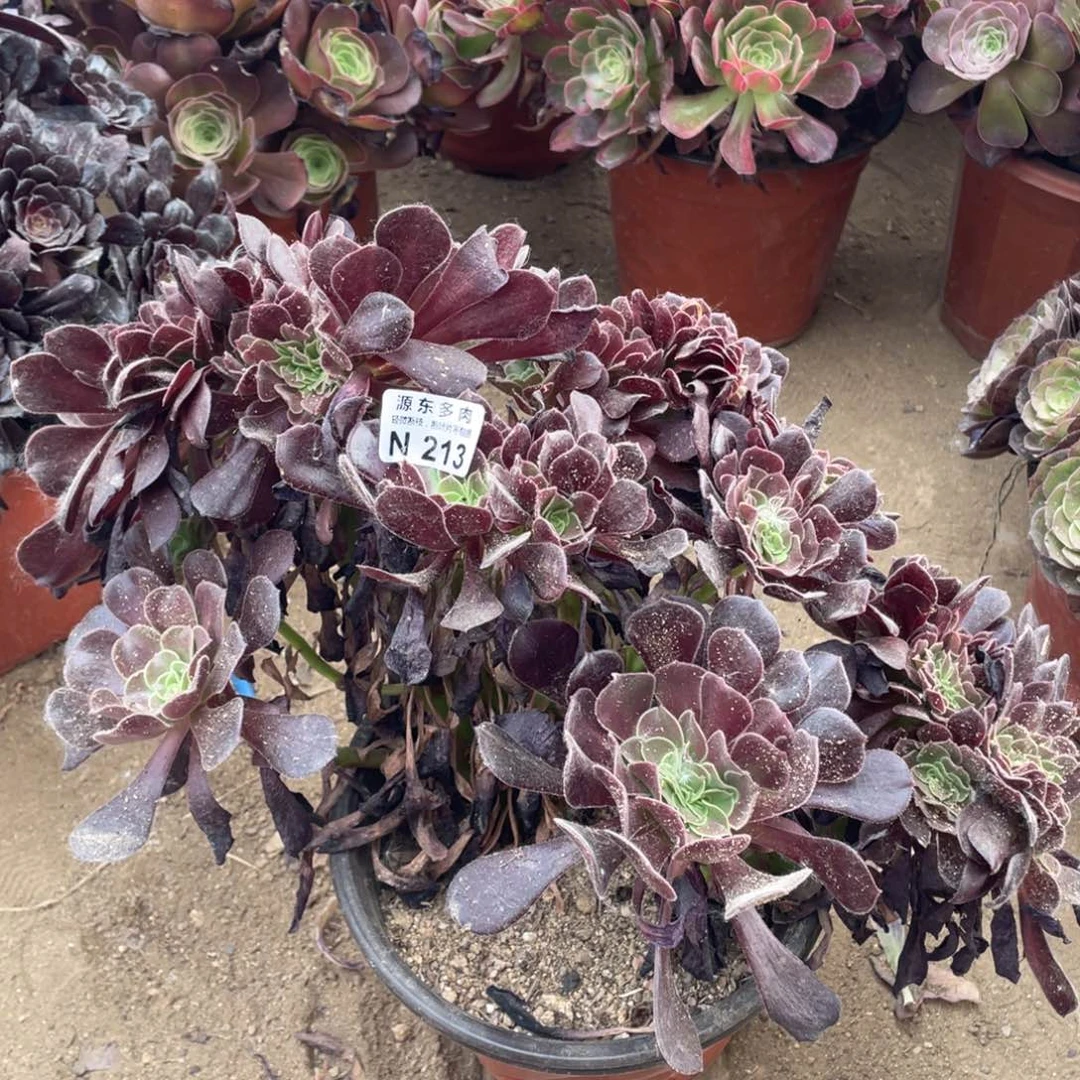 213欧子缀多肉法师断枝不包