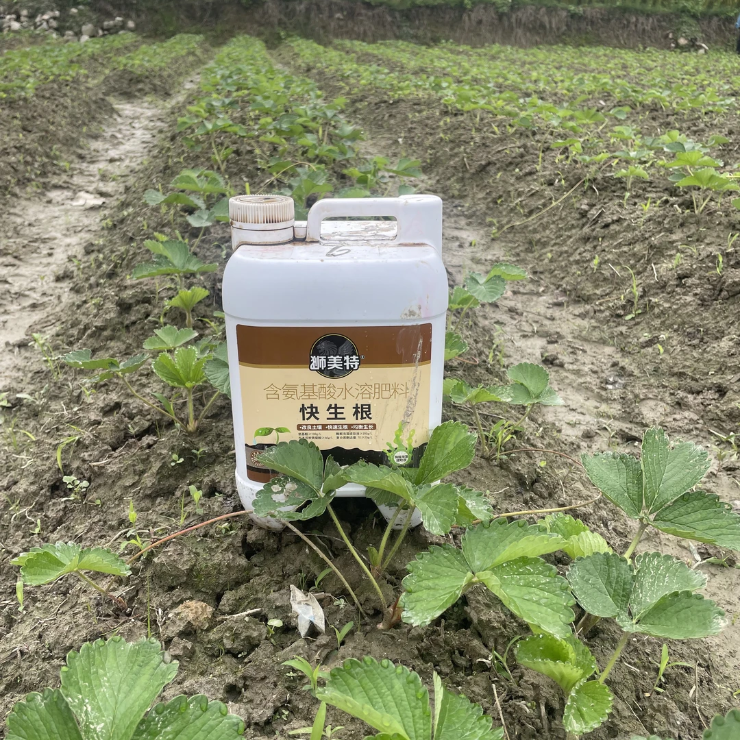 草莓灌根，就用快生根，进口的氨基酸。