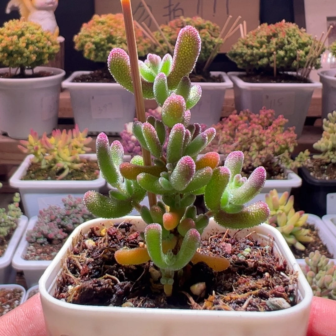 386冰冰虾一物一拍包开箱