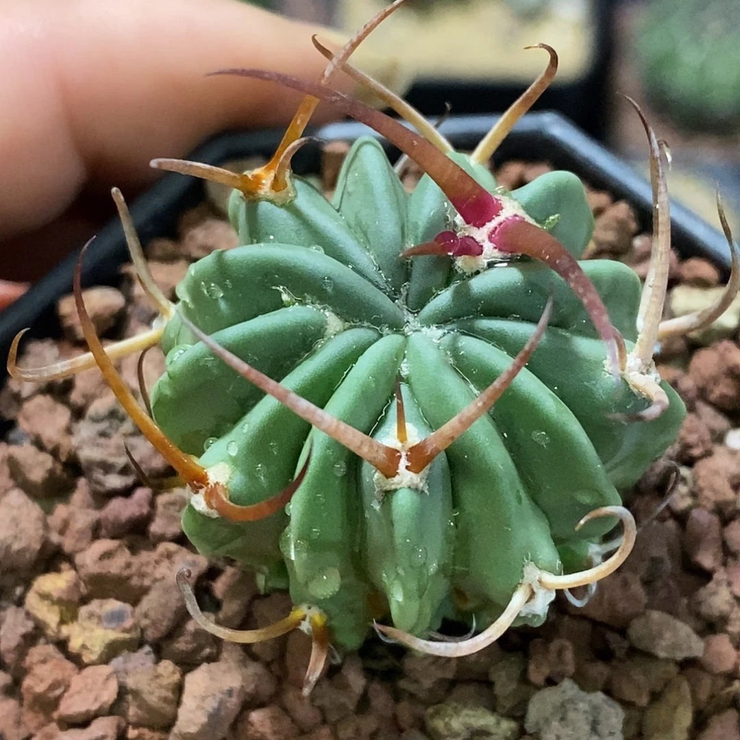 孤品实生特选株顶级日系粗刺豪刺龙剑丸3.8 cm