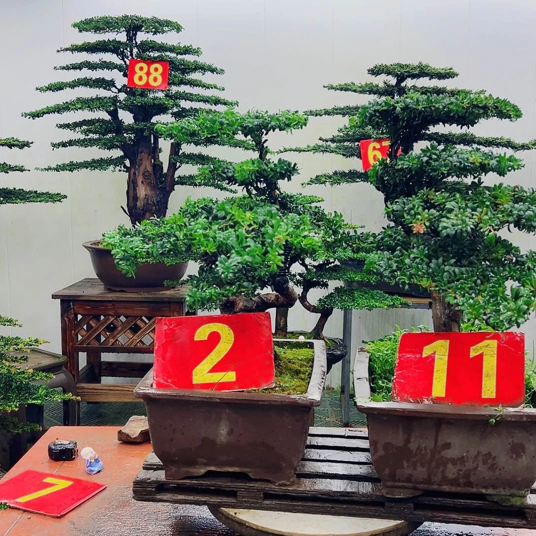 不开花植物罗汉松