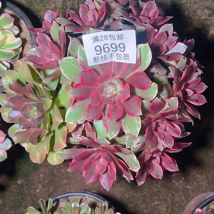 9699浣纱多肉植物