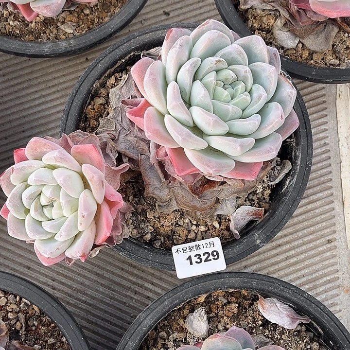 阿雅园艺。       1329