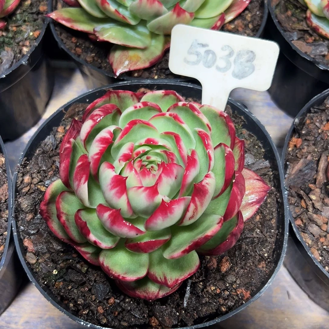 惊鸿仙子一物一拍5038号