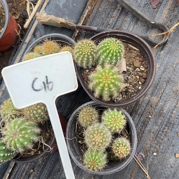 ω***…C16毛花柱实生的20的