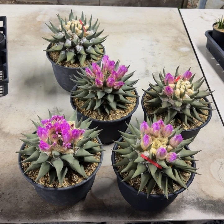 满天星推荐22cm大型矮型赤花龙牙
