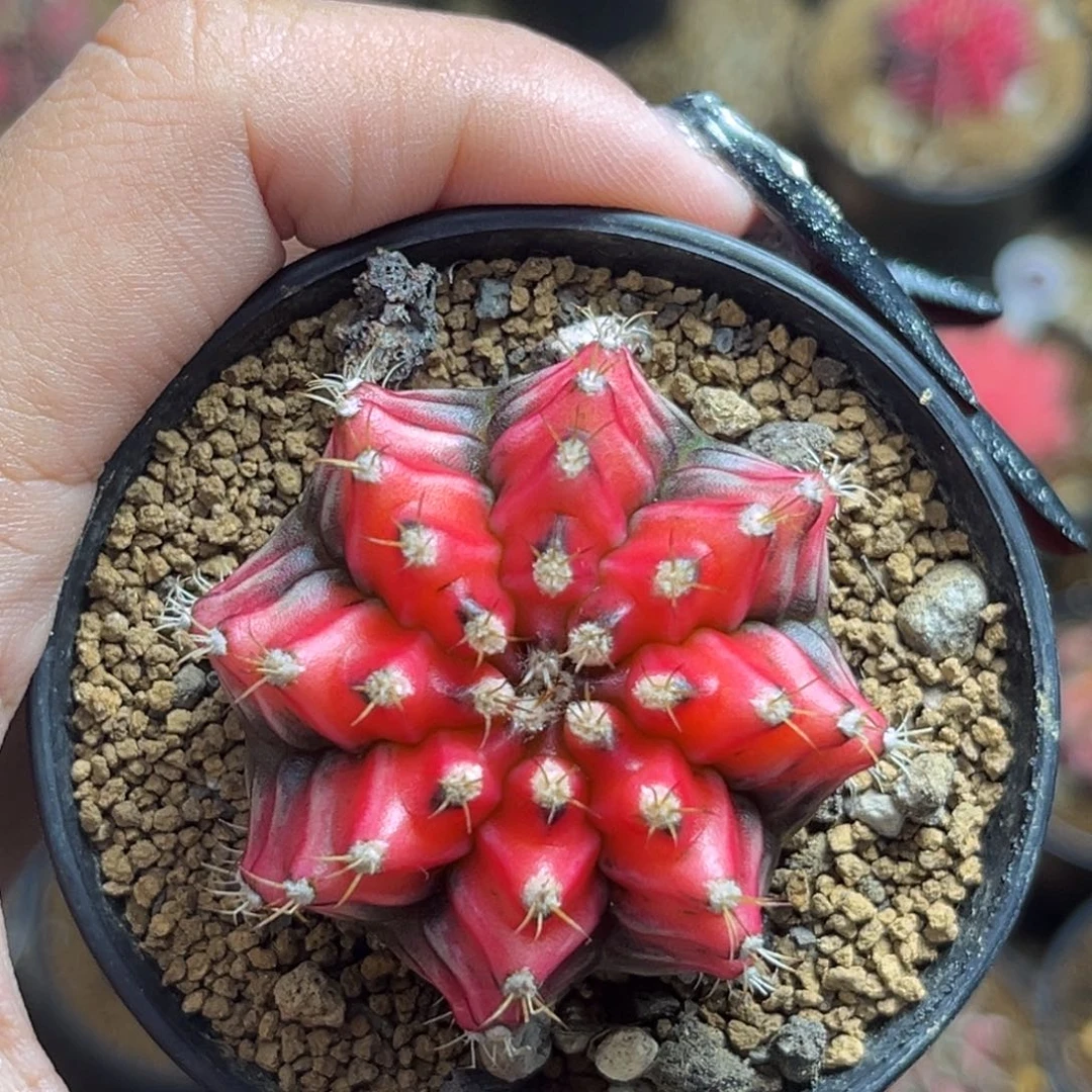 泰系红锦米哈 带盆土发货