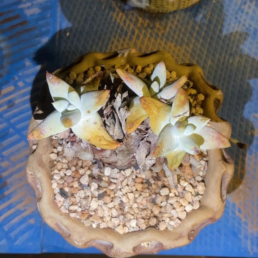 拇指多肉植物啦啦啦