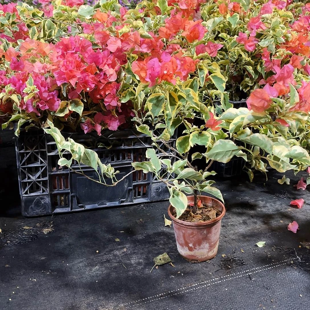 大部分花苞少量开放橙冰掌中宝一颗