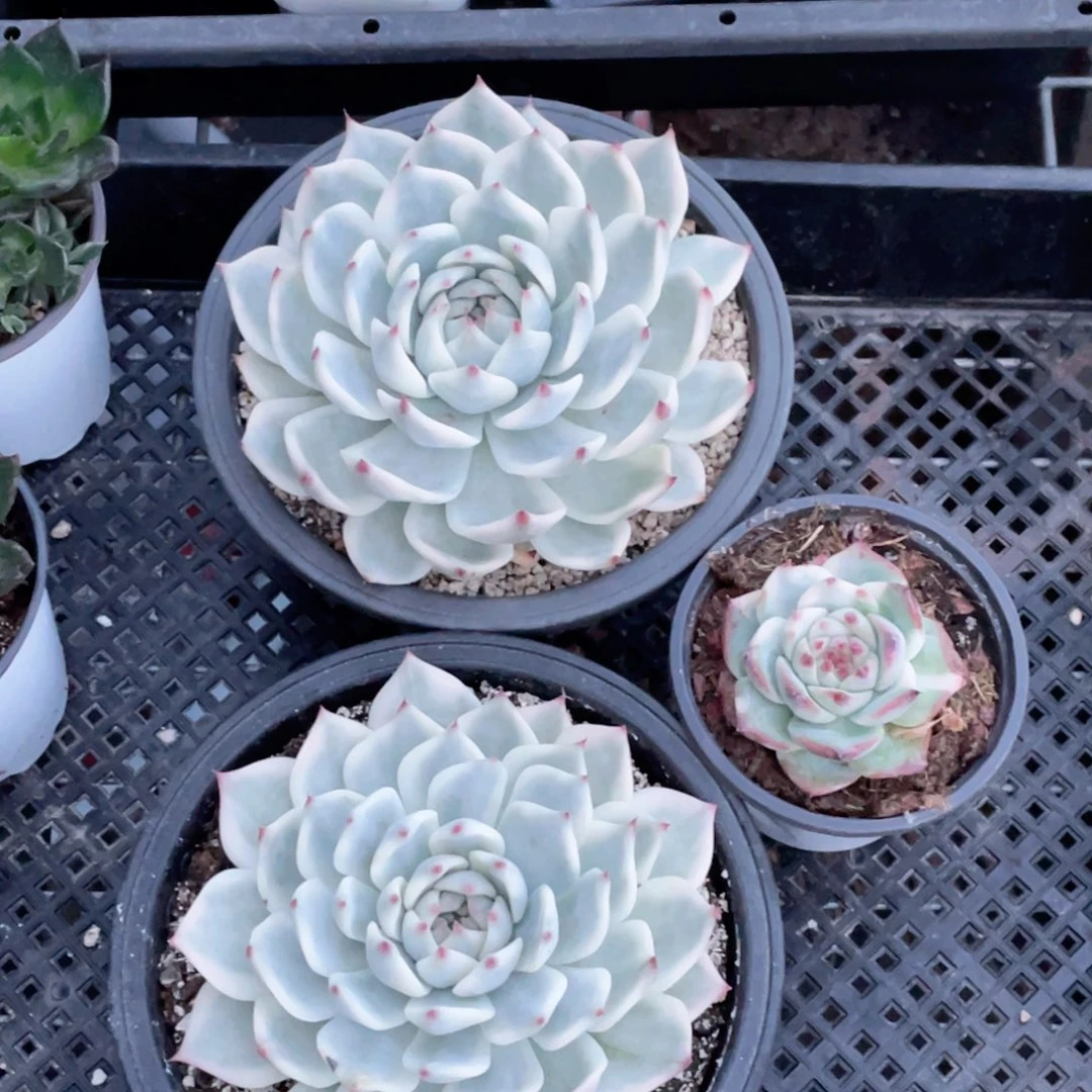 浅***念组合3 吉娃娃锦3颗