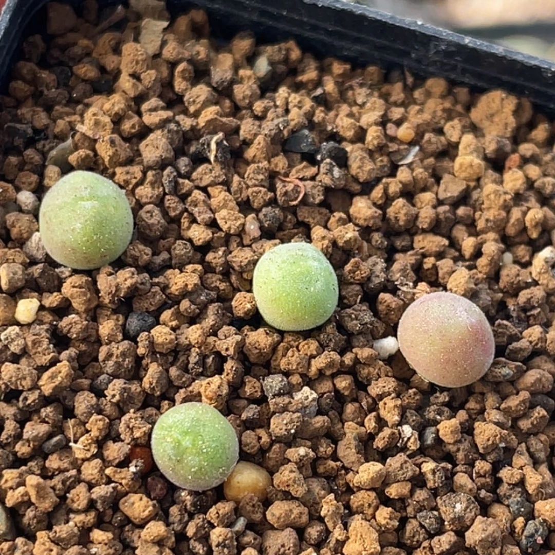 空蝉一颗量拍肉锥