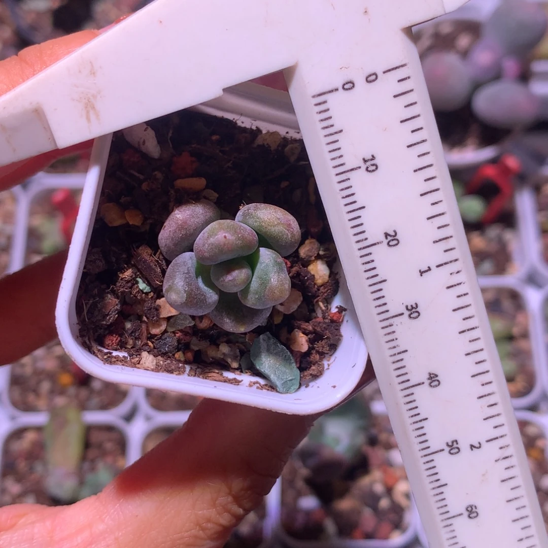 乌里韦亚 精品韩国奶酪多肉