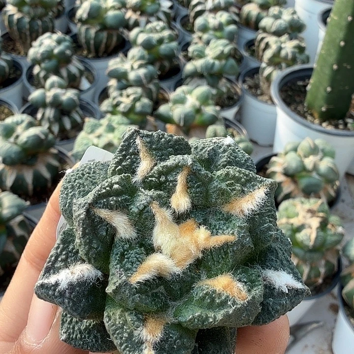 无花朵963小尤金毛龟甲牡丹